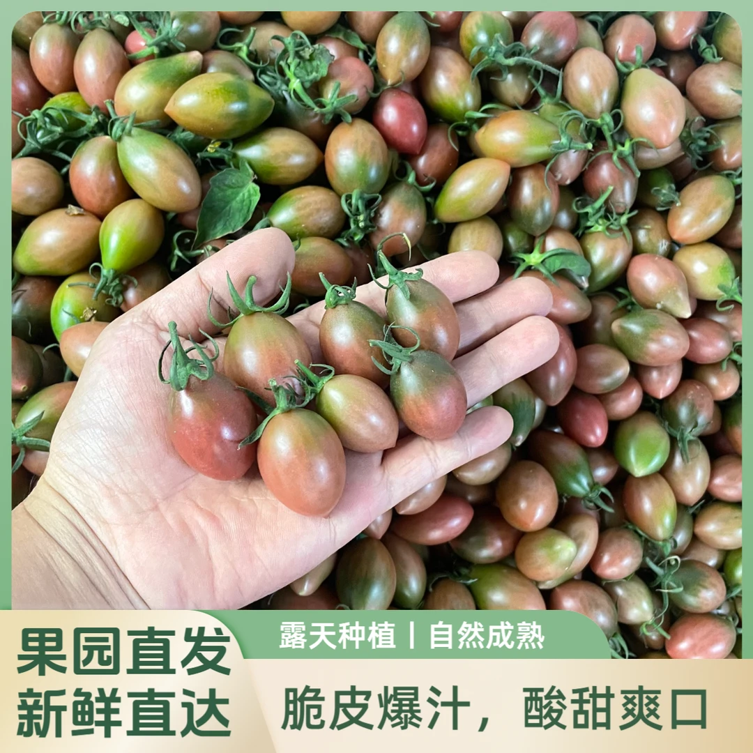 露天种植自然熟紫弹头脆爽小番茄圣女果西红柿酸甜可口新鲜水果
