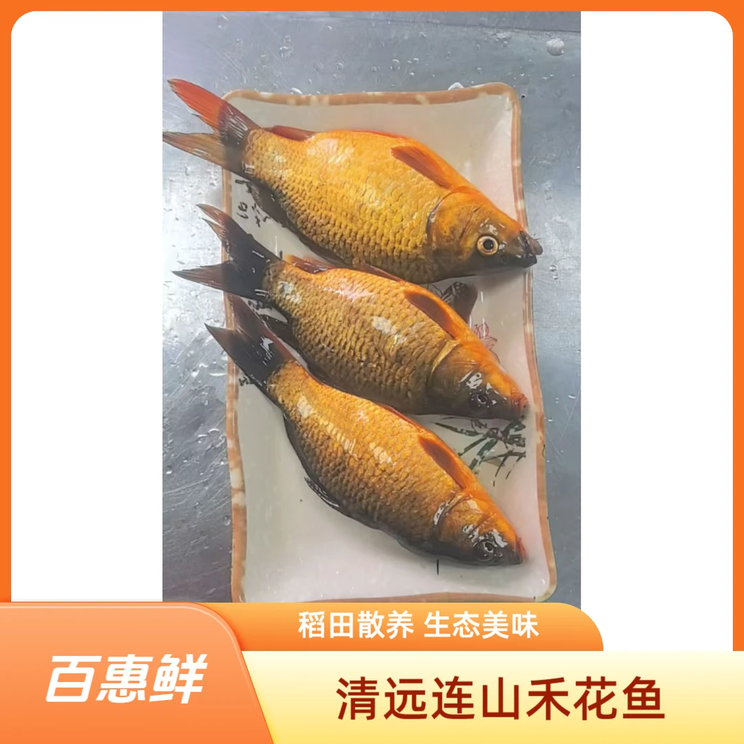 连山散养稻田禾花鱼 鱼肉鲜甜可口 适合红烧煎让煲汤焖煮