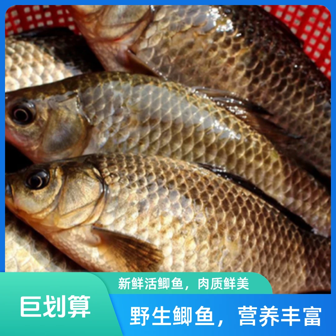 鲫鱼纯野生大鲫鱼微山湖土鲫鱼孕妇下奶月子汤新鲜现杀酒店商用