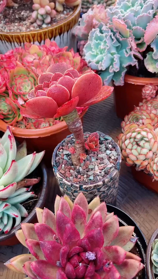 【闪购商品】13079