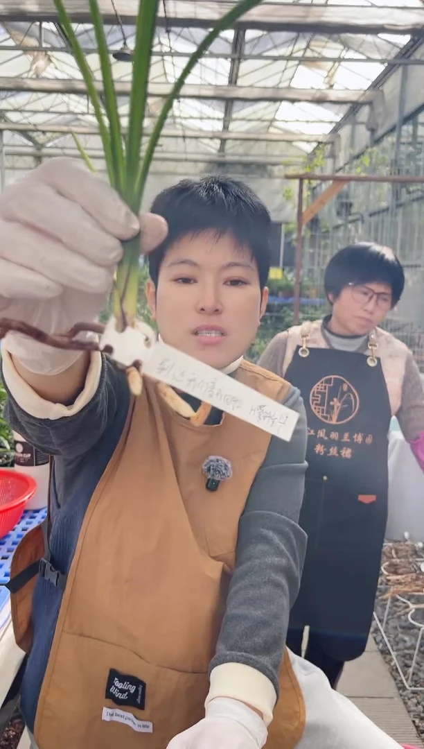 当前无花朵，栽培后可花朵别****忆紫砂星，，别让我们变成回忆