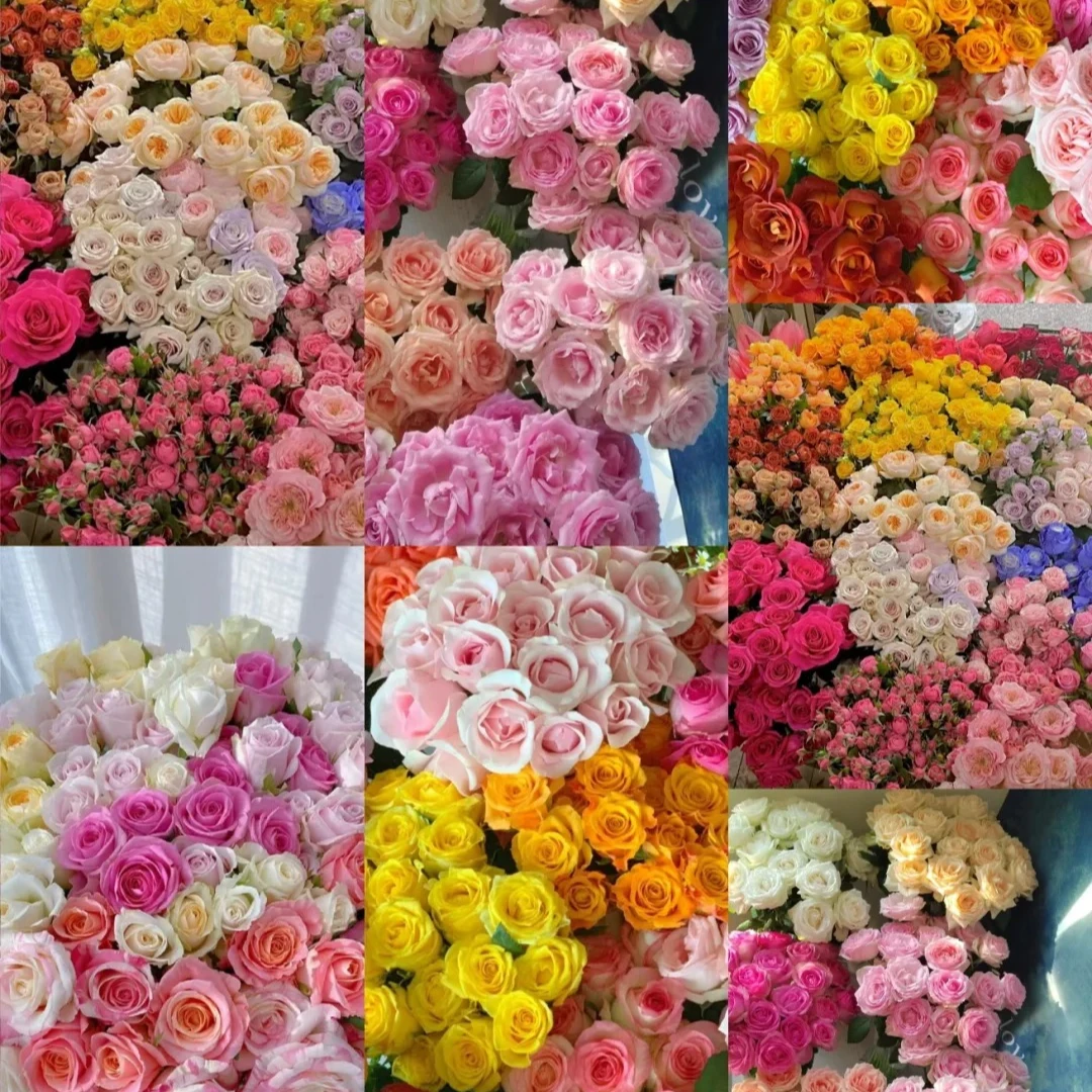 【缤纷随机单头玫瑰20枝+随机配草一份】鲜花次日达批发直播品质鲜花 全场任意满两单顺丰包邮