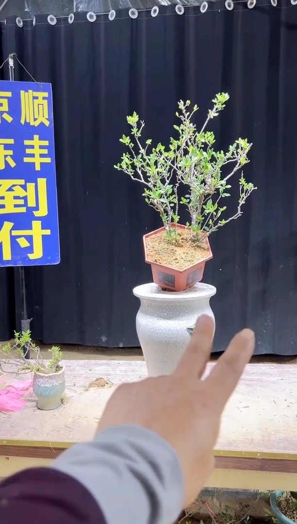 无花朵用****8海岛栀子花