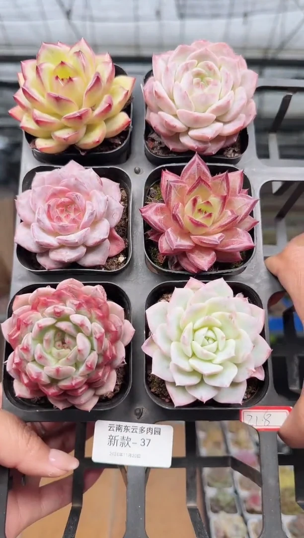 东云多肉园新款-37