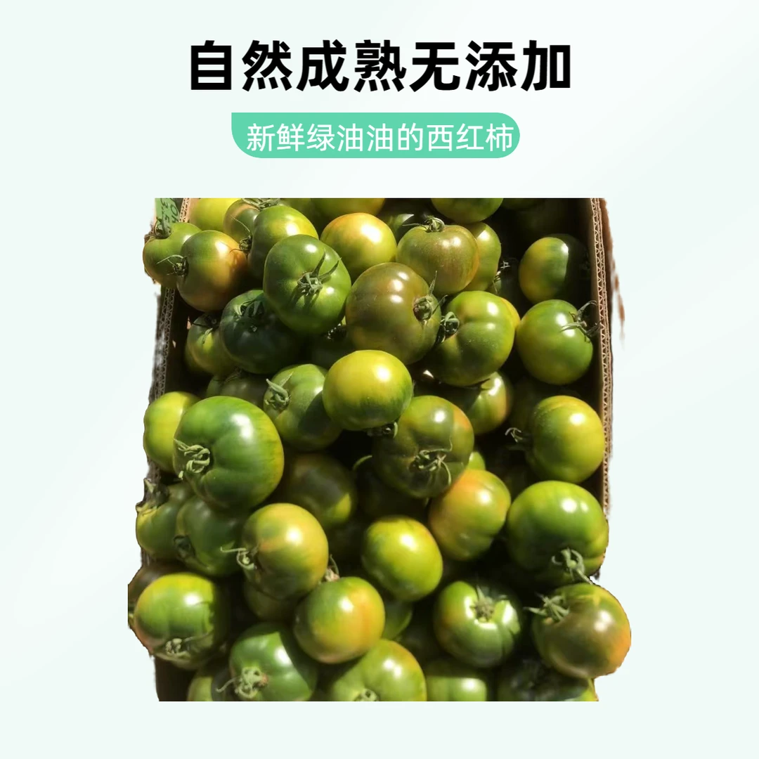 【舒心专属】【酸甜脆爽】东北碱地铁皮柿子【番茄自然成熟】【精品5斤装】顺丰包邮辽宁省