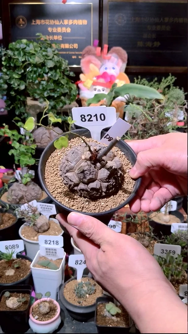8210号0103精品植物南非龟甲龙单颗