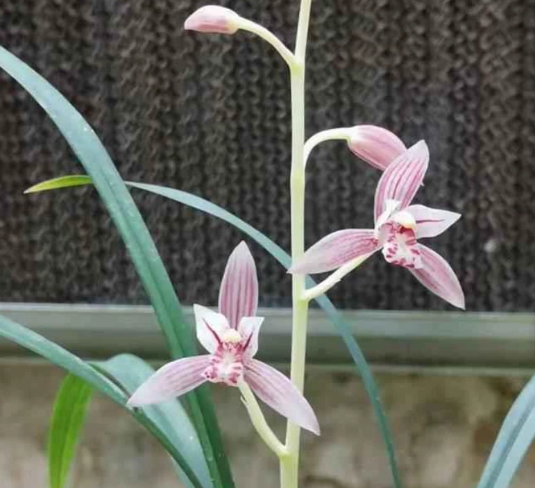 建兰【芳华】6-11月份 花期浓香型.