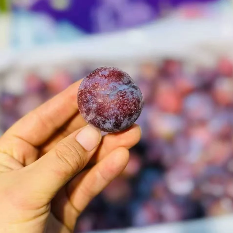 阿坝州高山珍珠脆李脆红李脱骨脆李四川省