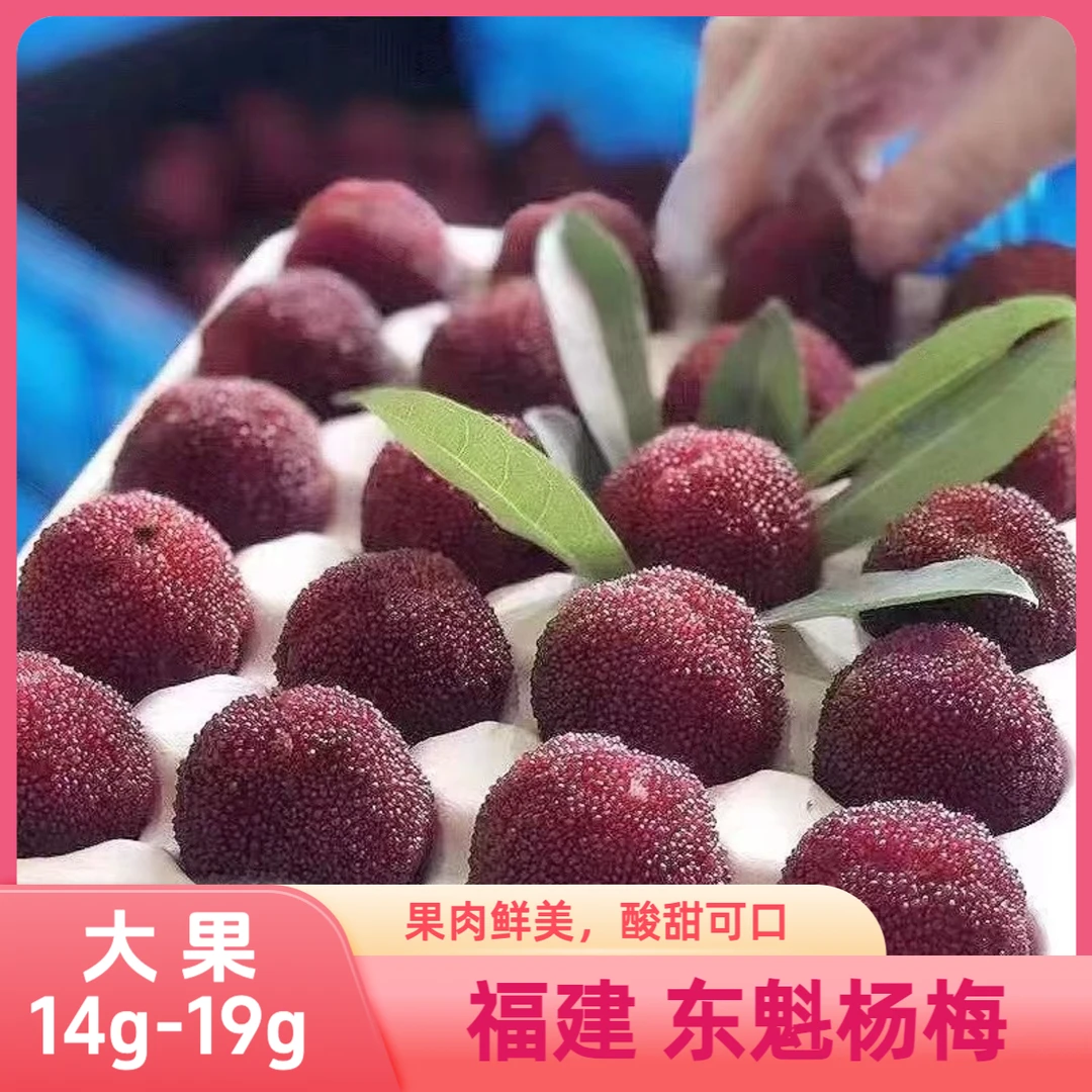 【颗粒装】大果东魁杨梅鲜甜可口新鲜现摘顺丰包邮单果14g-19g福建省