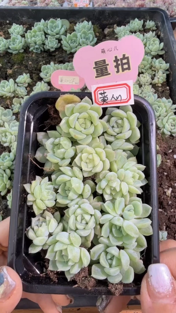 黄心财富 切糕1盒 量拍混发