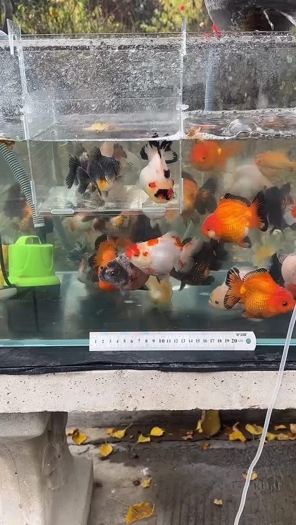 精品玛丽放漏，关注主播参与