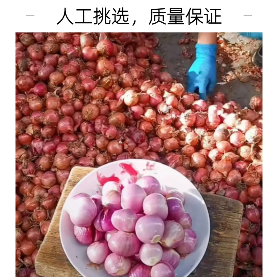 东北小笨毛葱、鬼子葱5斤（中、大果）两种规格