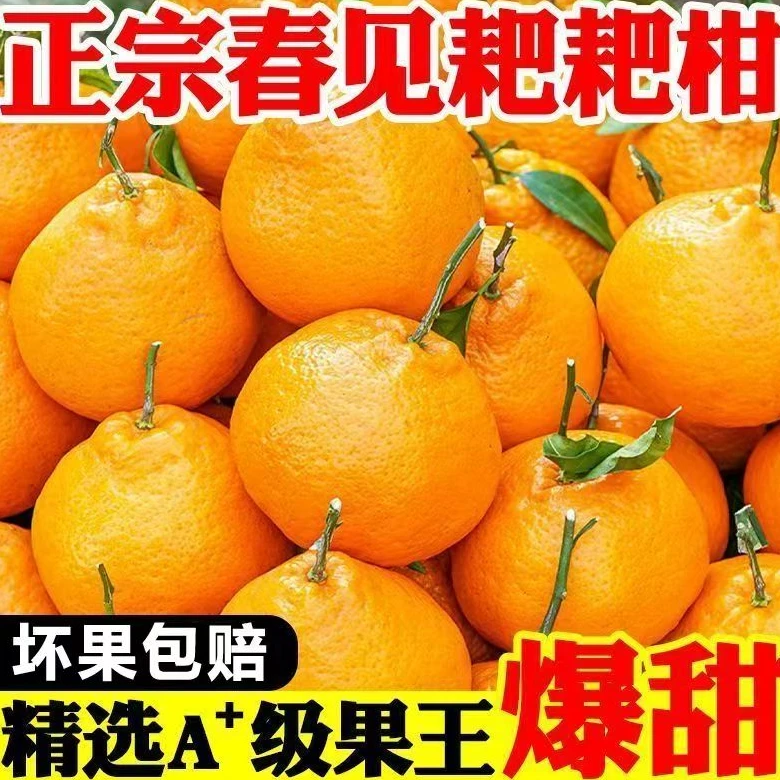 正宗四川春见耙耙柑当季新鲜水果丑橘桔子应季产地直发孕妇水果
