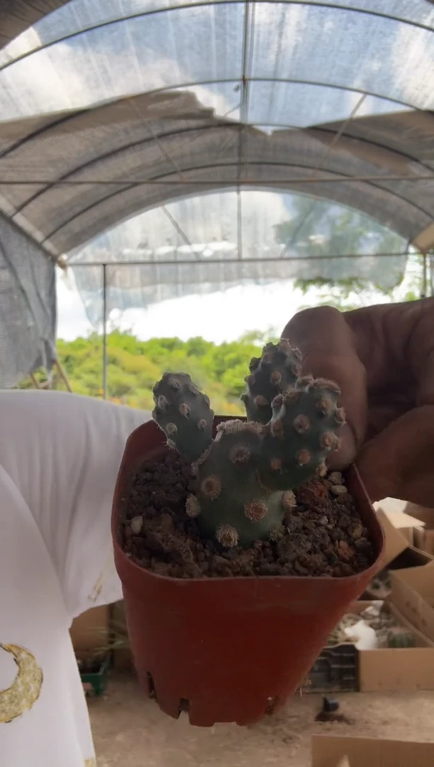 宵壶团扇9.99保三头