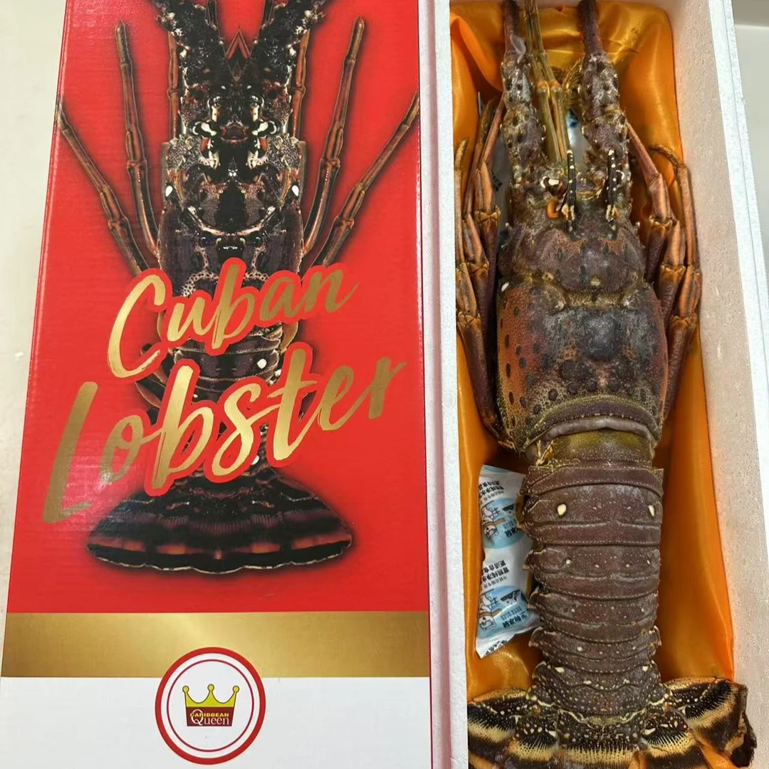 【特大】古巴大龙虾1只装运输掉腿正常介意勿拍