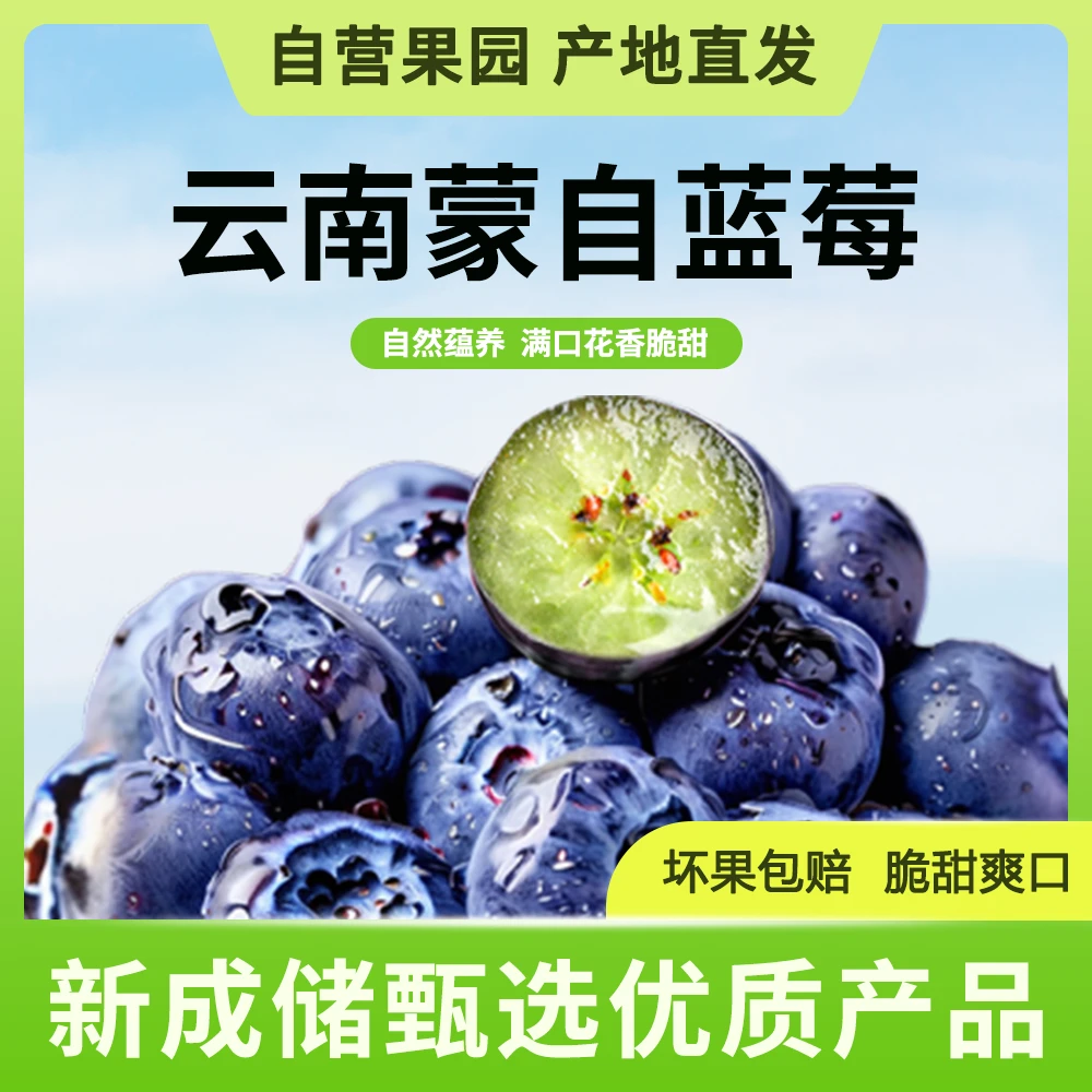 花香脆甜25云南高山现摘现发新鲜蓝莓顺丰空运