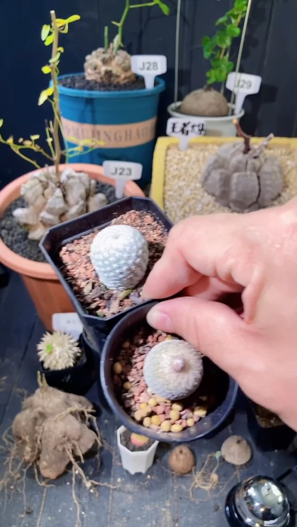 【闪购商品】小白TWO3.7.