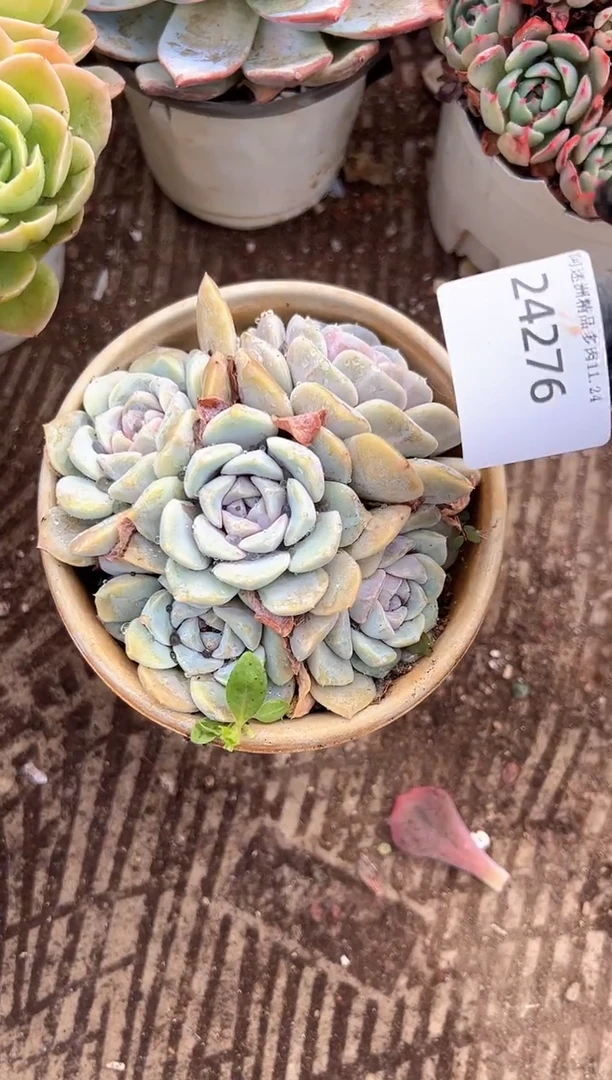 今****?多肉植物一物一拍24276