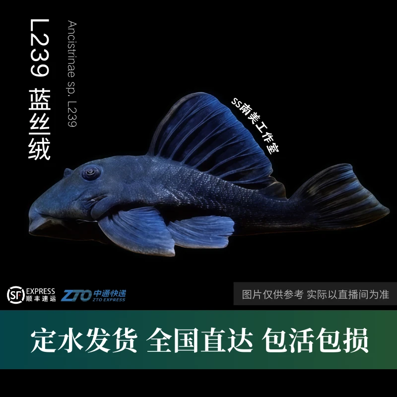 SS南美工作室  蓝丝绒异型鱼