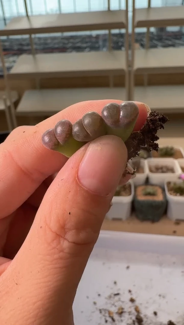 24-165多肉植物肉锥