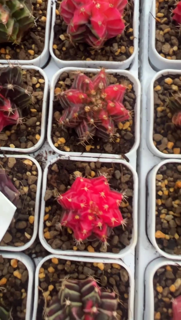 846好看米哈的冲冲冲