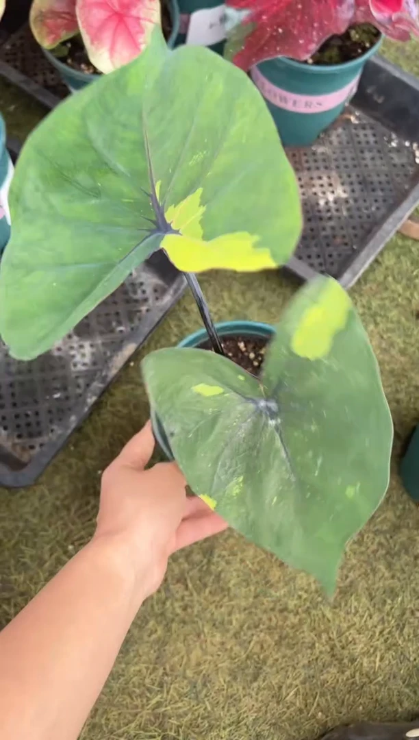 无花朵淡****)泰彩000