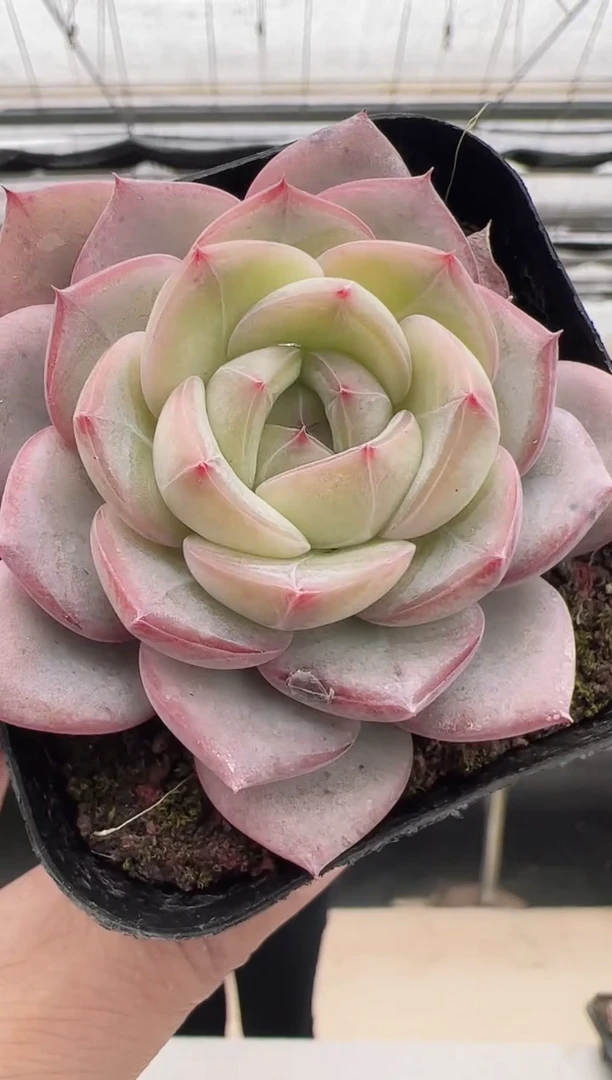 【闪购商品】福利款多肉-18