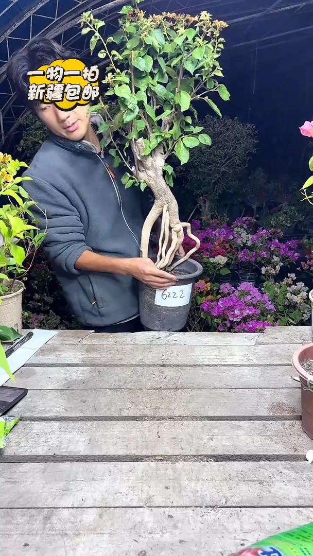 以实际为准三角梅一物一拍包邮