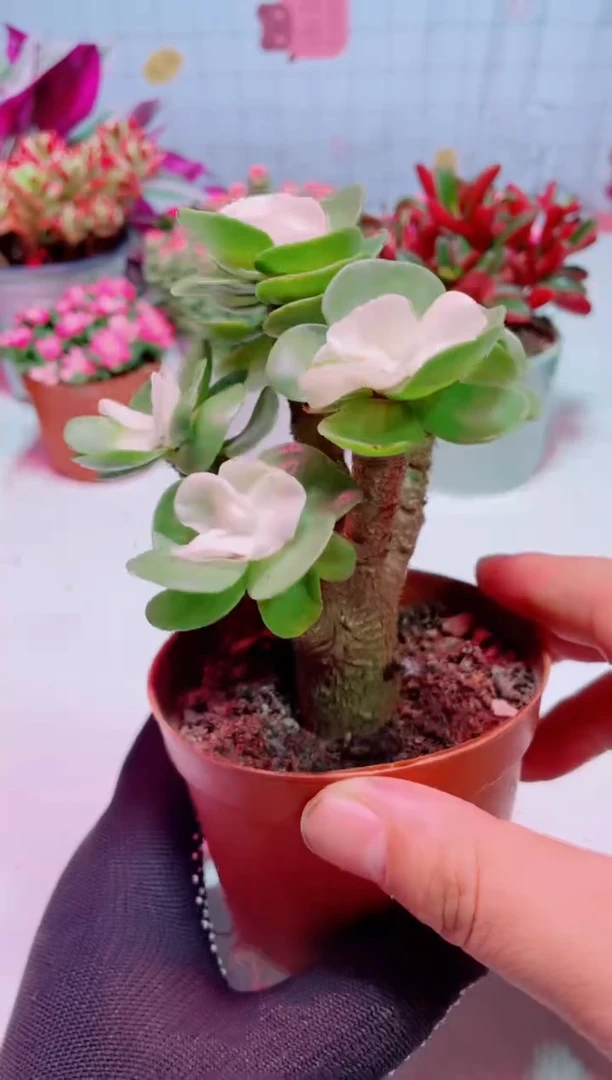 金钱木  多肉植物