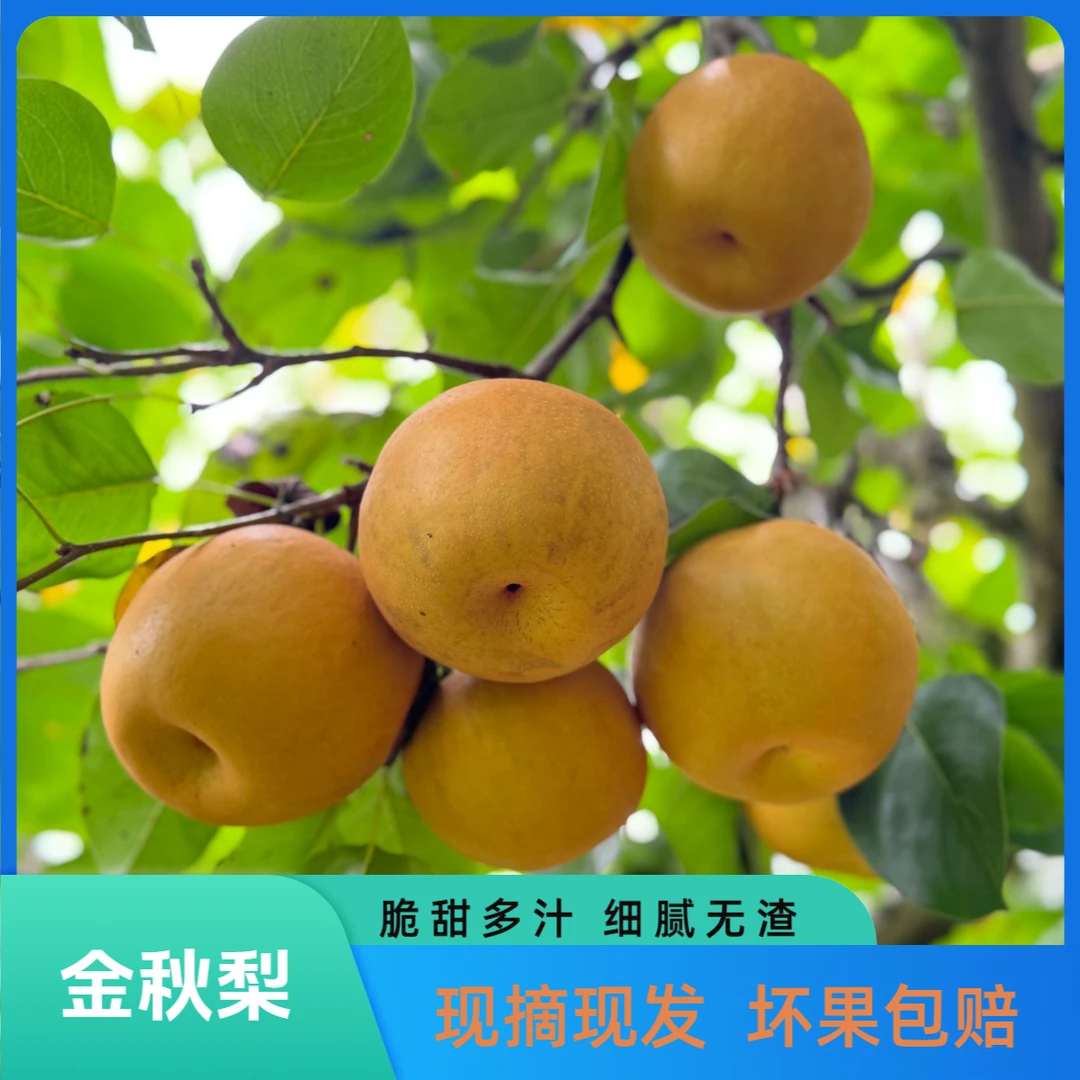 湖南怀化高山金秋梨现摘现发 产地直发 脆甜多汁坏果包赔
