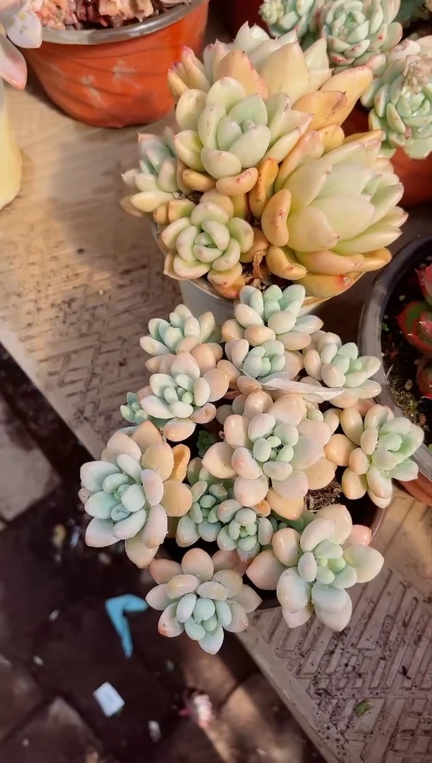 【闪购商品】19016