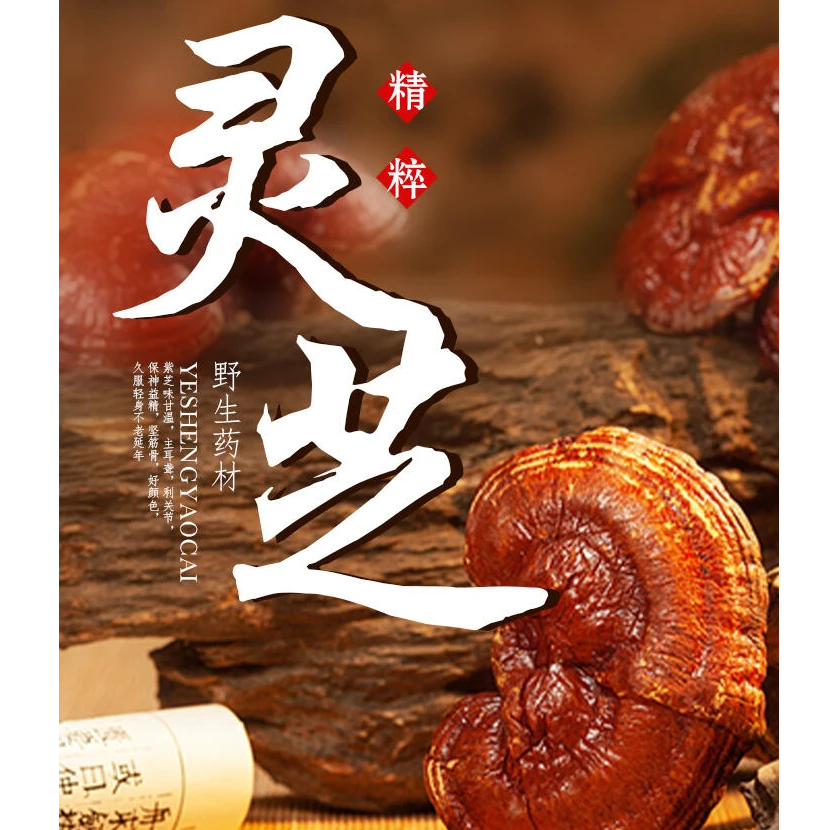长白山野生灵芝 松树林自然生长大小不一 精选100克/袋 真空发货