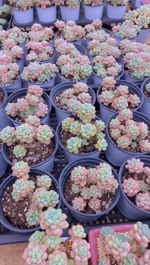 170- 国庆福利特价群生洛可可（量拍）