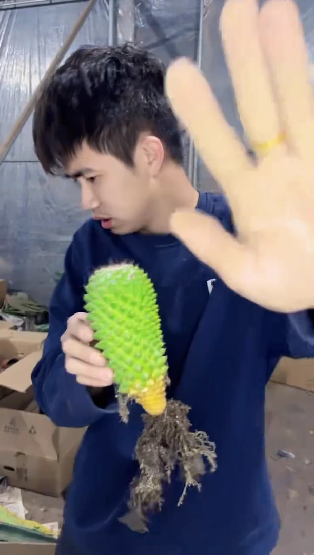 【闪购商品】实生根 多粒丸