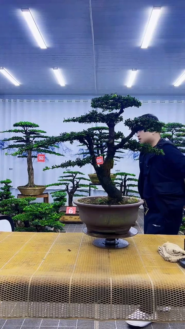 美***己0000000000000000000000