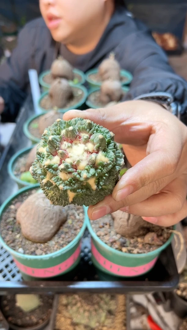 【闪购商品】晚3号哥斯拉怒涛6.5公分无根