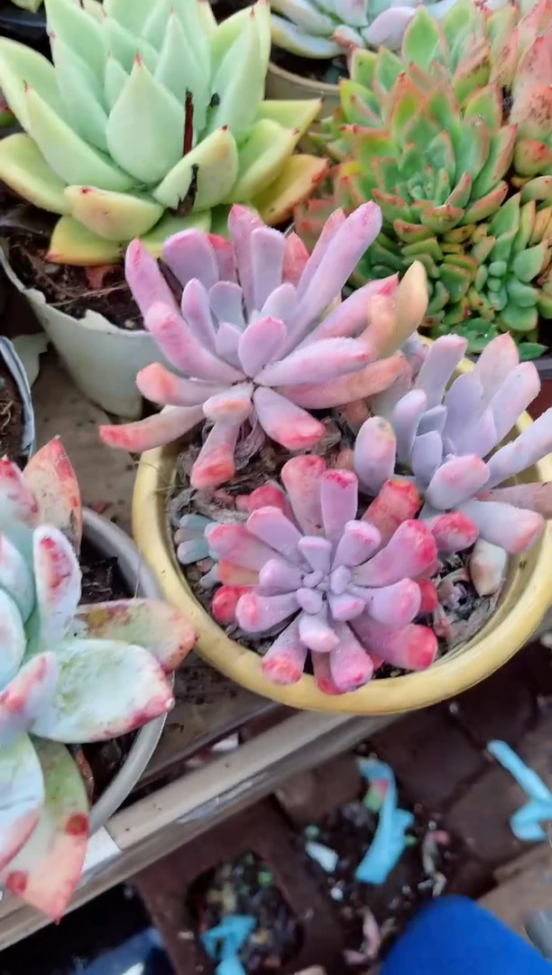 ^****^多肉植物一物一拍17074
