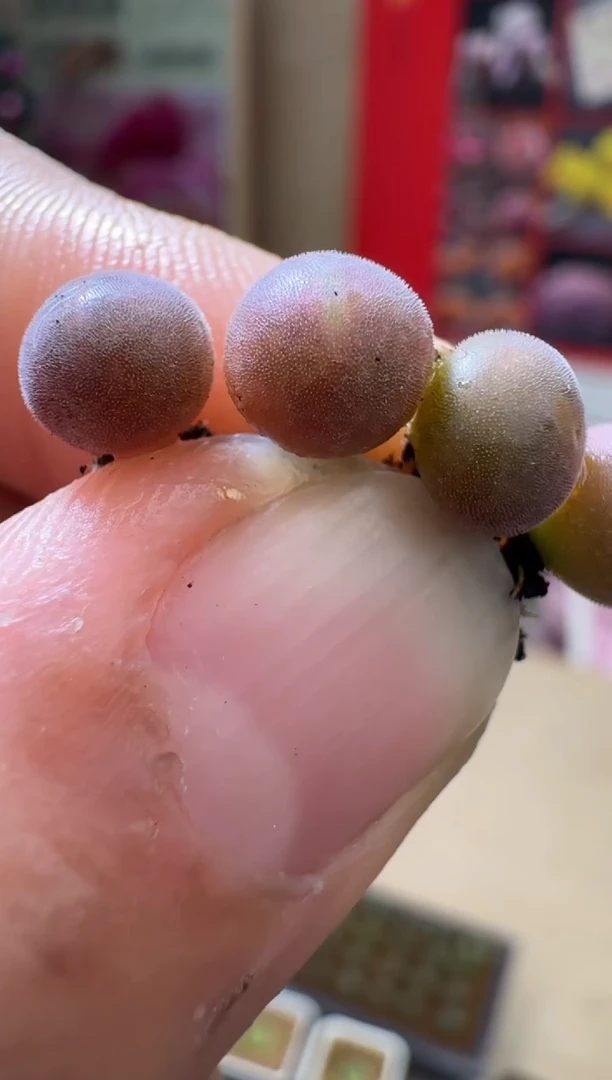 【闪购商品】19-50韩国空蝉一颗