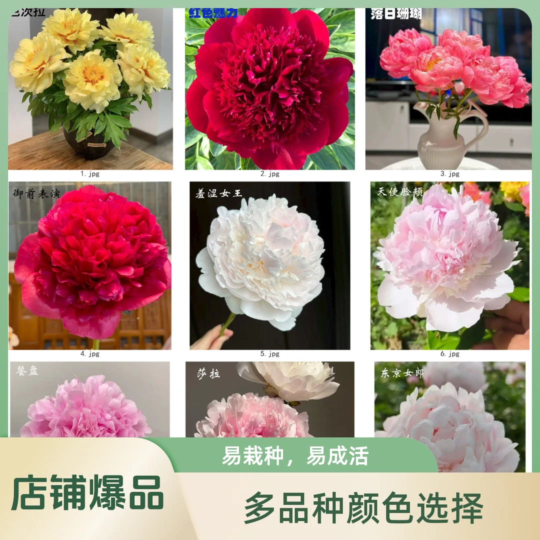 进口芍药苗庭院抗热耐寒观赏植物花