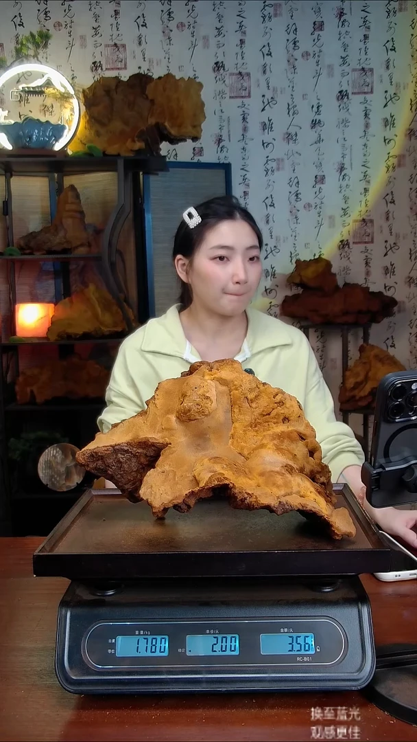 松针层孔菌中国大陆【藏区】松树桑黄（3.56斤）50-60年份