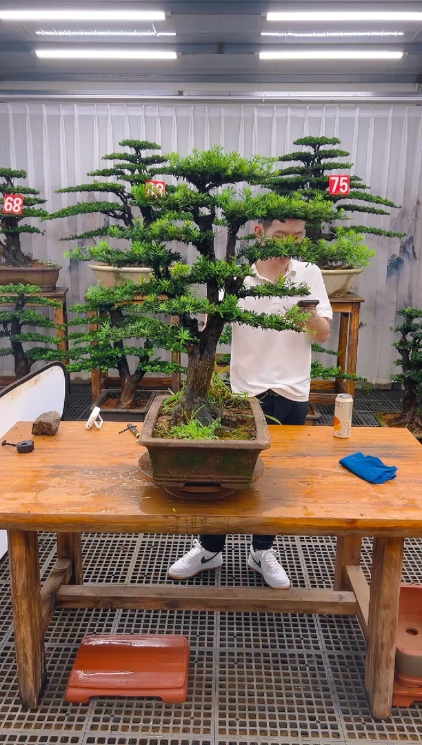 无花朵雅****司精品盆景直播间一物一拍