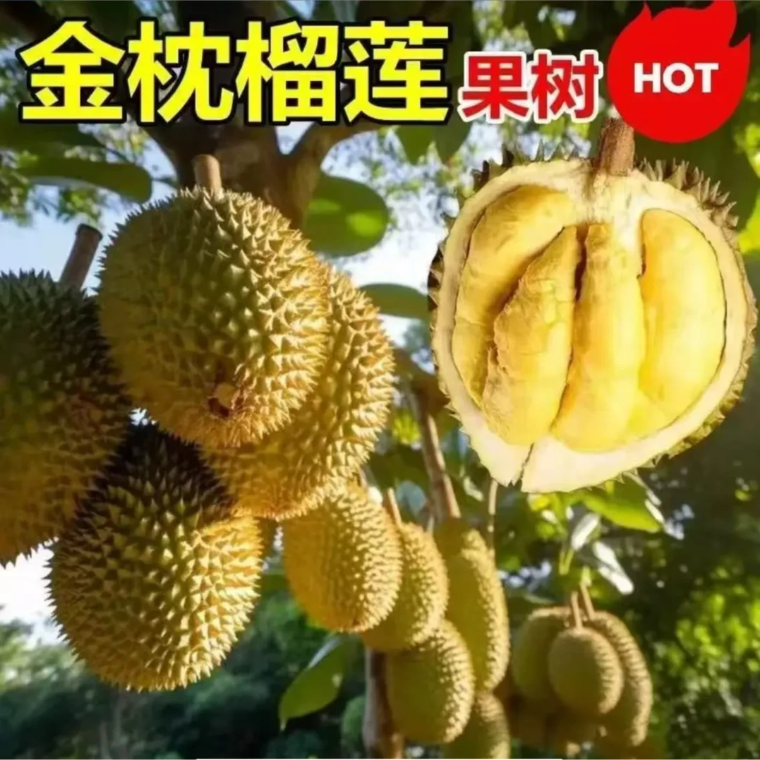 榴莲苗金枕猫山王南北方均可种植树苗修剪叶子发货