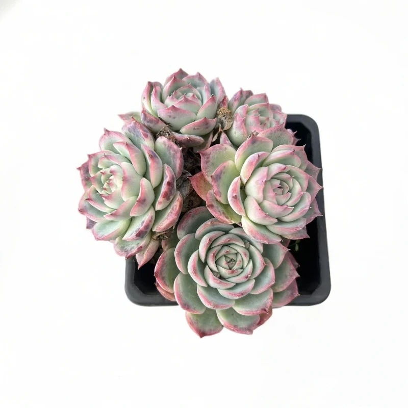 群生侧影（任意两单包邮）