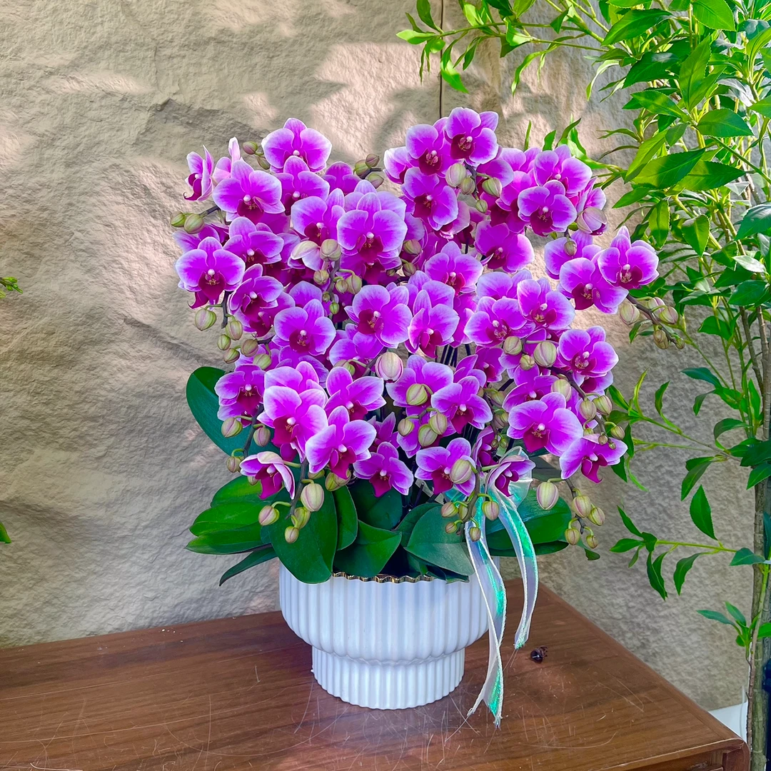 【粉公主-蝴蝶兰】轻奢 中式 禅意 绿植盆栽 送礼 年宵花