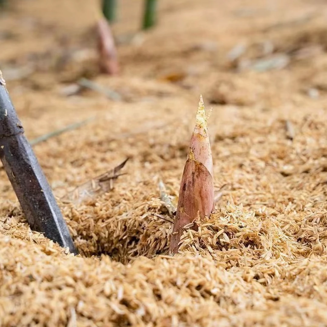 临安新鲜稻壳雷笋稻壳笋现挖现发时令蔬菜美味煲汤鲜嫩春菜
