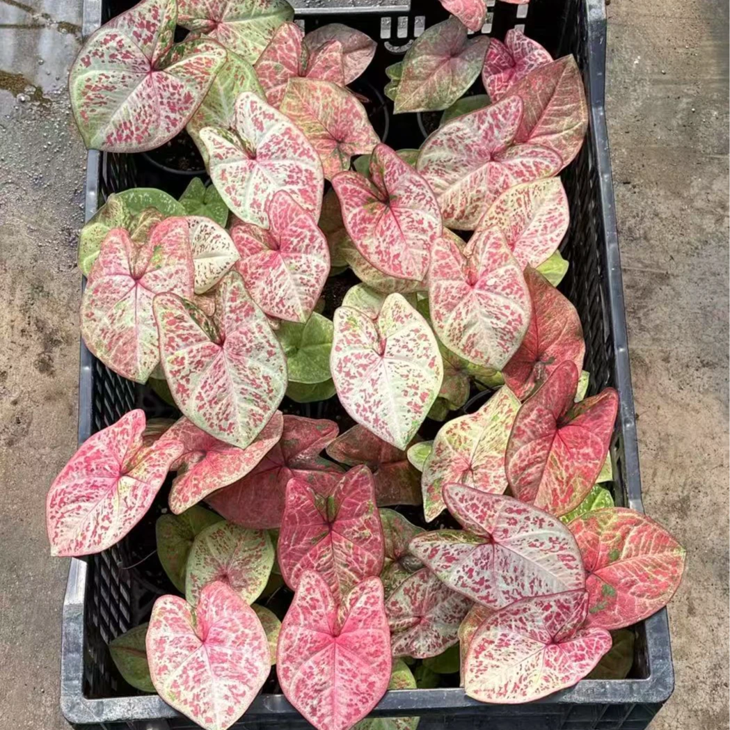 【米兰】盆栽彩叶芋彩叶观叶类懒人植物