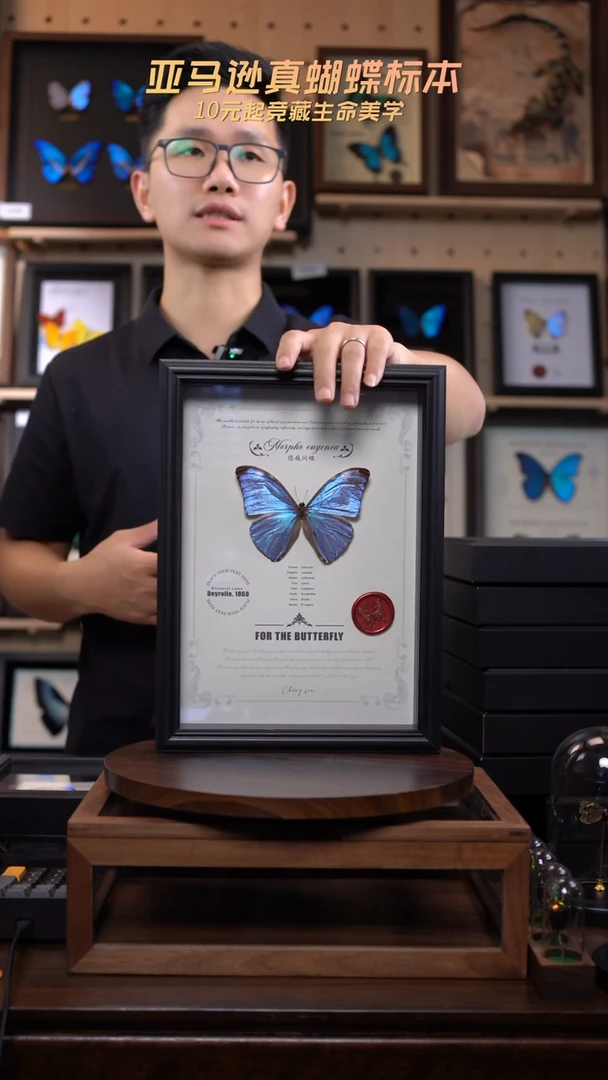 蝴蝶标本摆件竞拍悠哉闪蝶K206