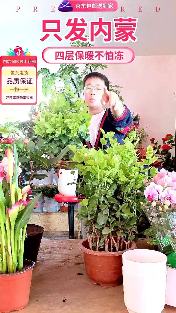 完全开放香水茉莉