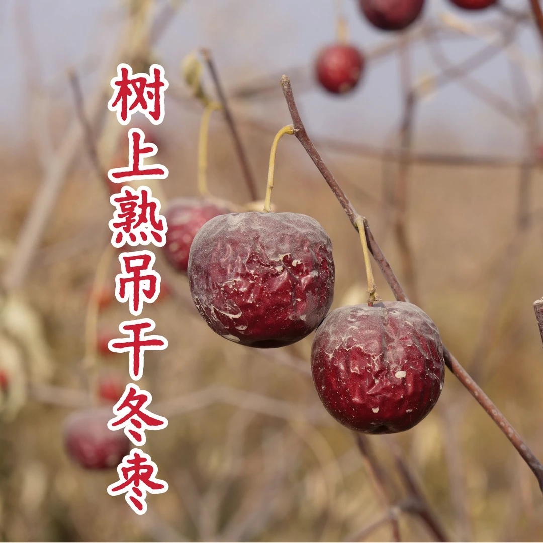 【兵团出品】图木舒克冬枣新疆冬枣吊干无添加健康零食养生