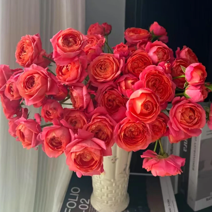 【一品花集】【殷美人】稀有多头玫瑰   云南昆明基地直发家用鲜花